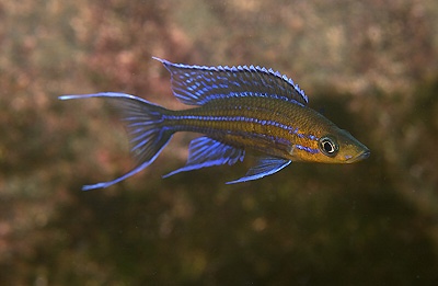 Paracyprichromis nigripinnis 'Kambwimba'